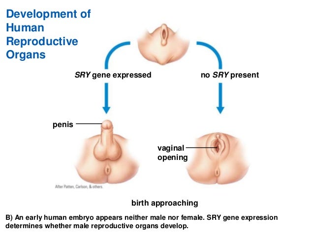 can you be born with a penis and a vagina Can you be born with a penis and a vagina